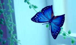 为什么花的花蜜很甜 我喜欢吃你的花蜜