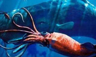 为什么说大抹香鲸和王乌贼是死敌 抹香鲸大战大王乌贼