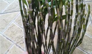 叠鞘石斛和金钗石斛哪个比较好 金钗石斛多少钱一斤