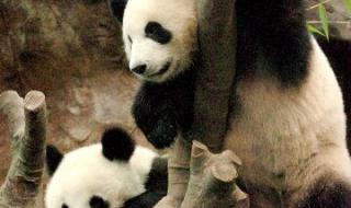 熊猫乐乐有几只 熊猫乐乐身上的血洞