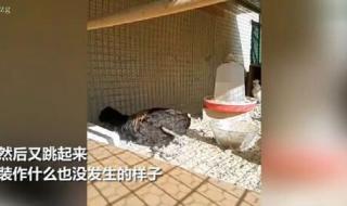 公鸡开始打鸣了就停止生长了吗 公鸡打鸣打到缺氧昏倒